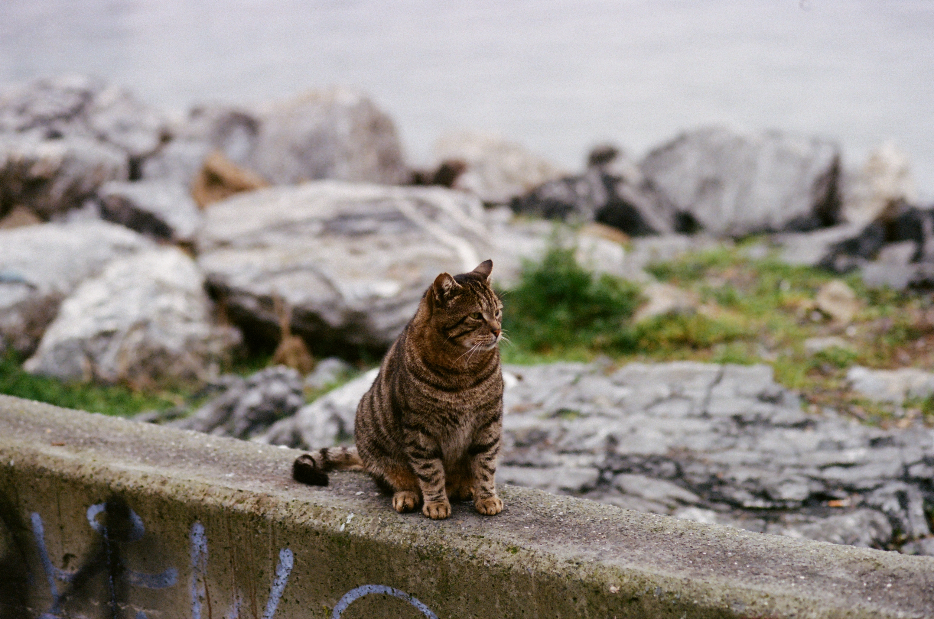 Film photograph — cat istanbul